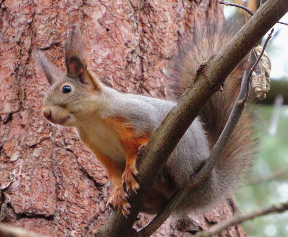 Уже в зимней шубке - Андрей Снегерёв