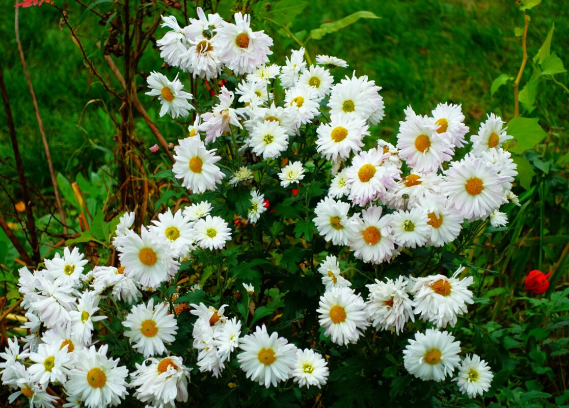 Цветы ноября - Aida10 