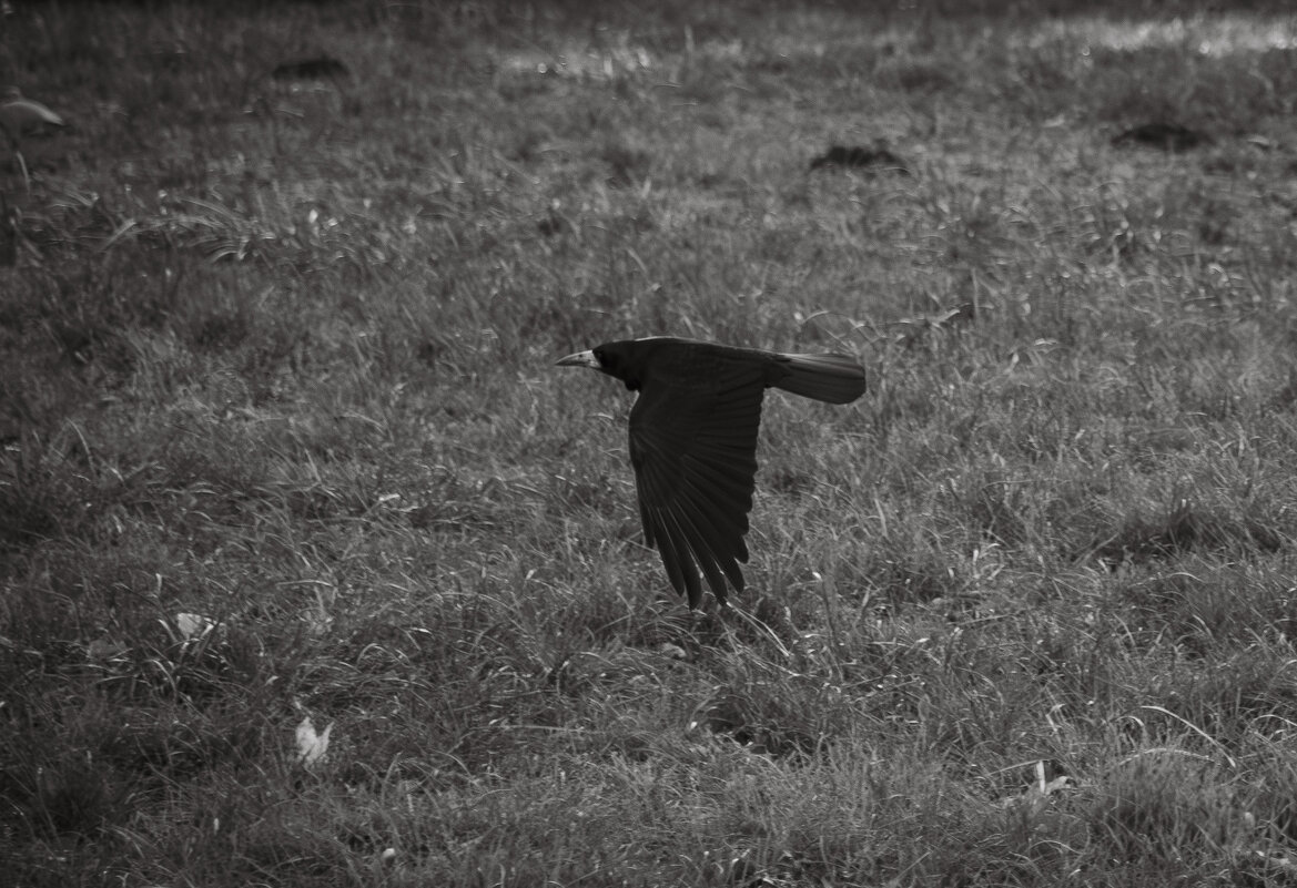 низкий полет - Ольга Косачова