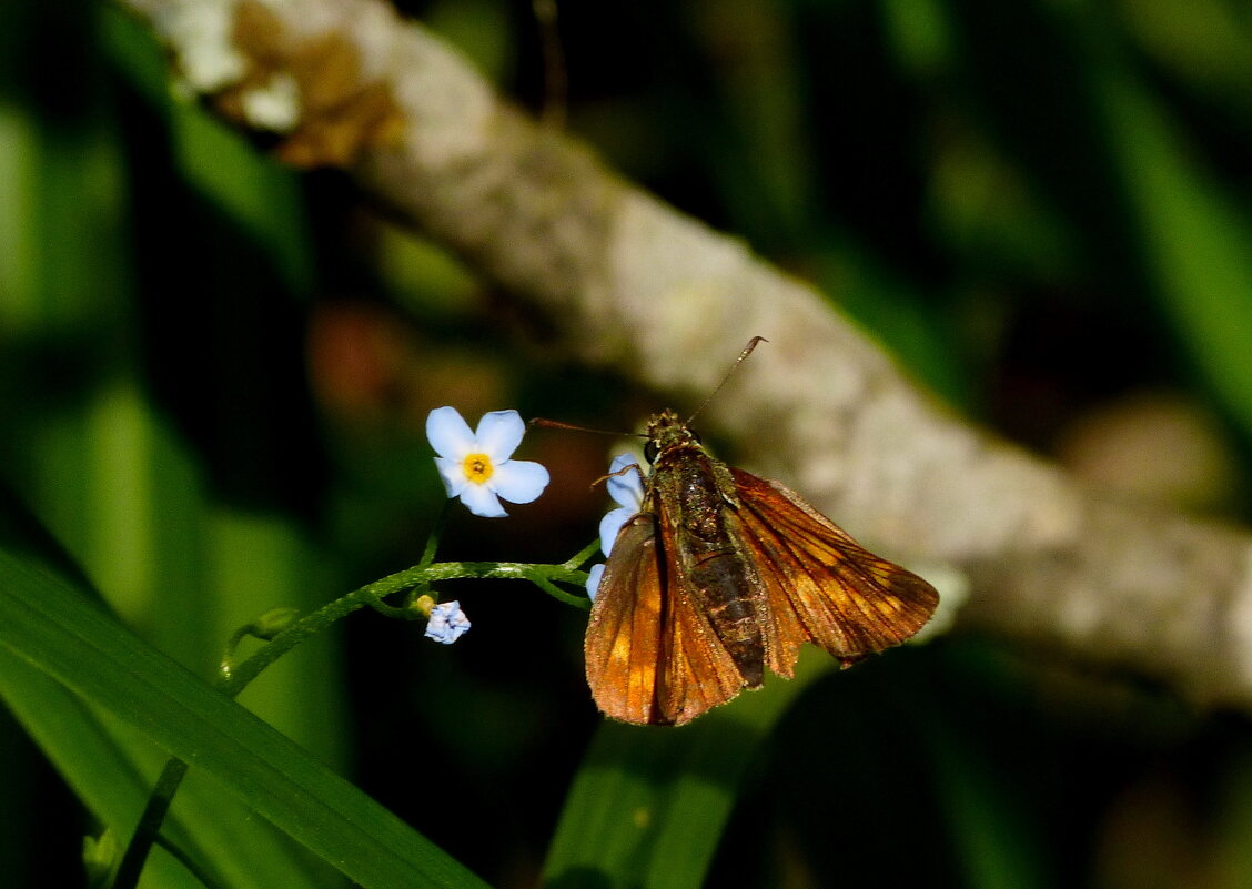 опять про бабочек...31 - Александр Прокудин