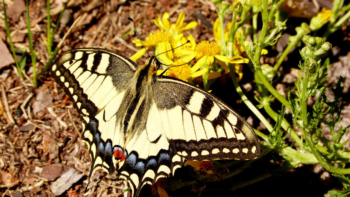 опять про бабочек...34 - Александр Прокудин опять про бабочек...34 - Александр Прокудин