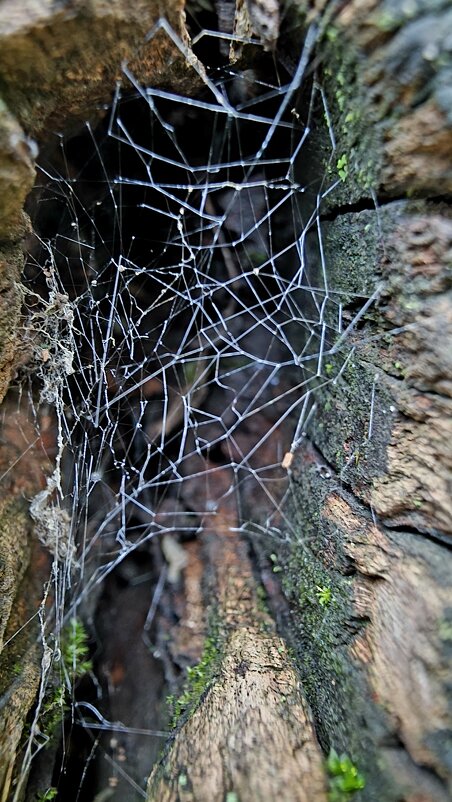 паутина - Ольга Косачова