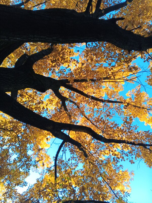 Осень - Сапсан 