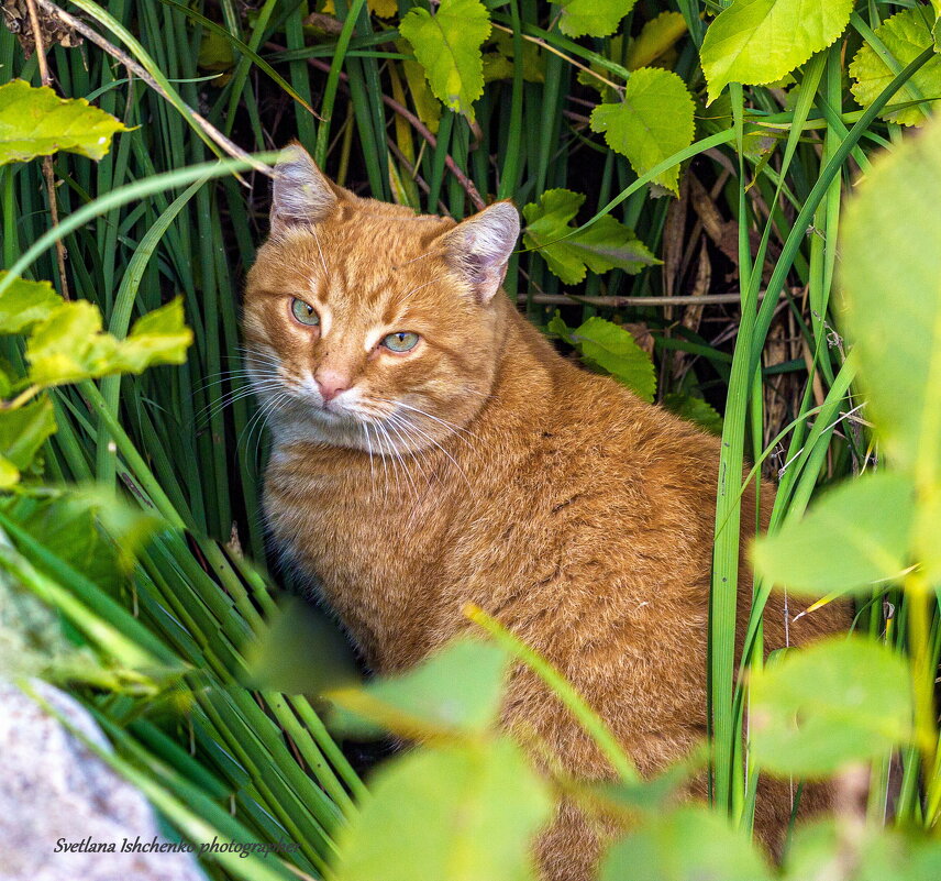 Рыжик - Светлана Ищенко
