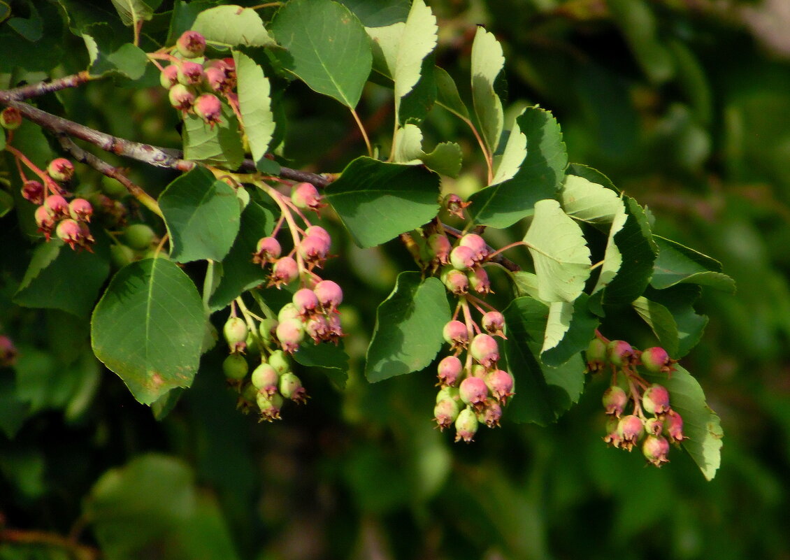 Веточка ирги. - nadyasilyuk Вознюк Веточка ирги. - nadyasilyuk Вознюк