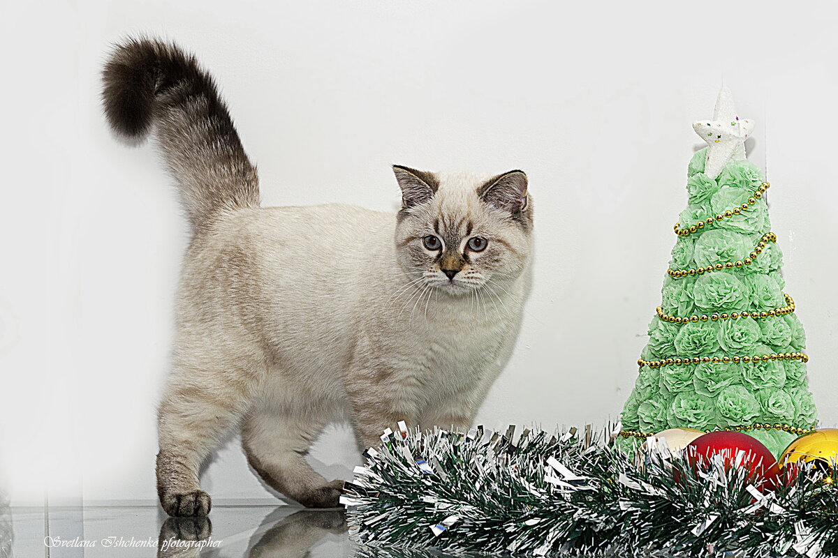 Британская короткошерстная кошка (колор-пойнт) - Светлана Ищенко