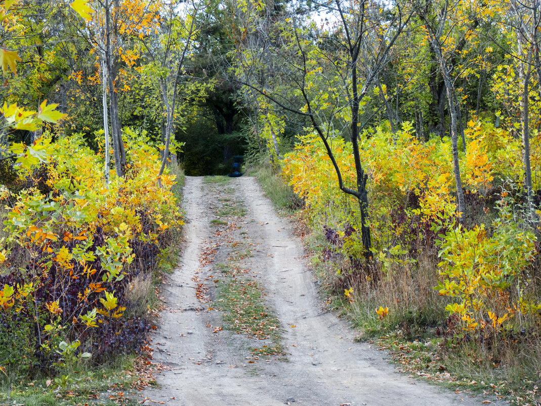 Краски   осени - Валентин Семчишин