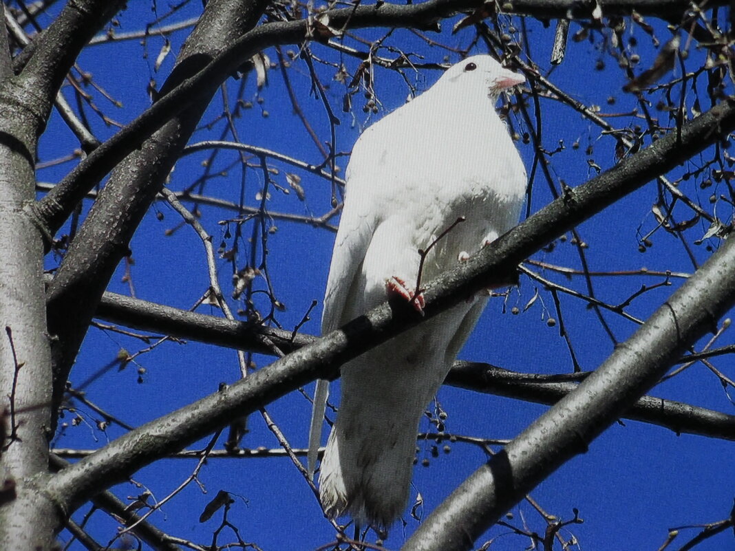 Присел отдохнуть - Людмила Смородинская