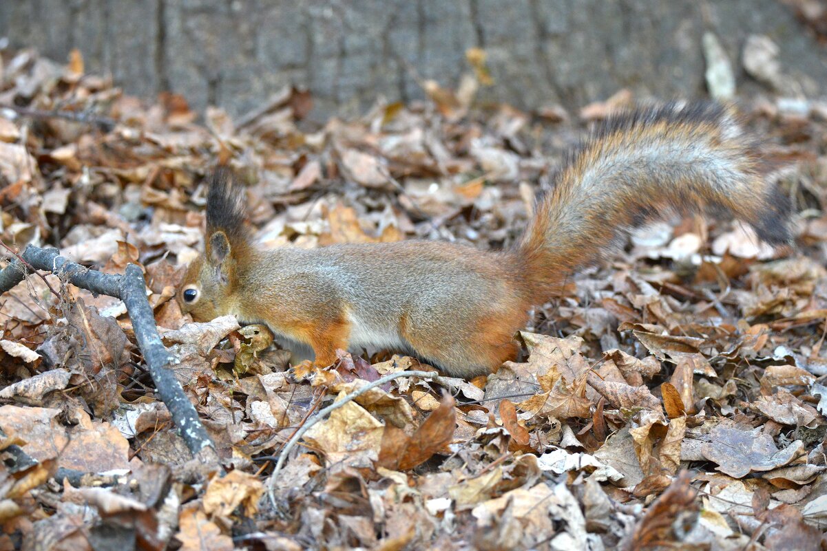 В поисках заначки ... - Константин Анисимов