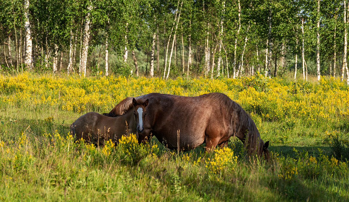 Жизнь только начинается - Игорь Сикорский