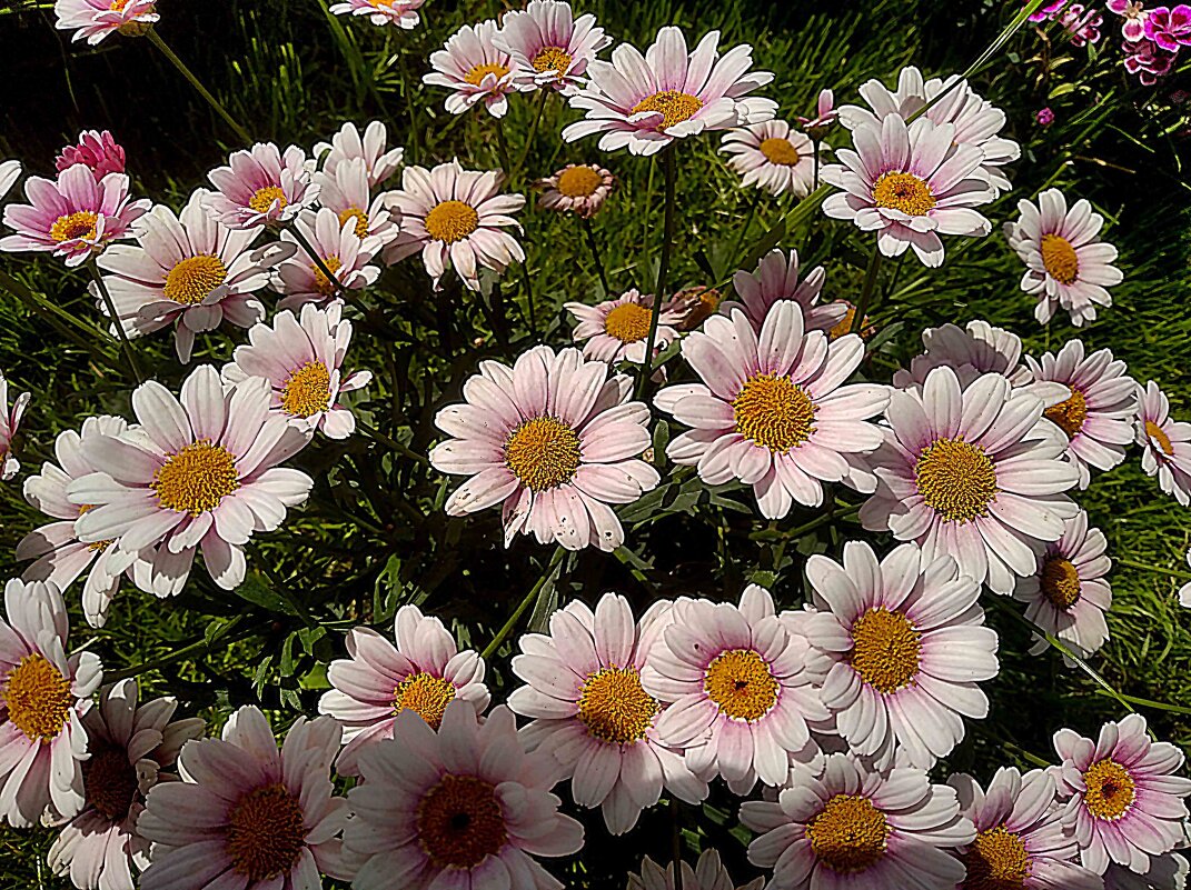 Летние - Елена Семигина