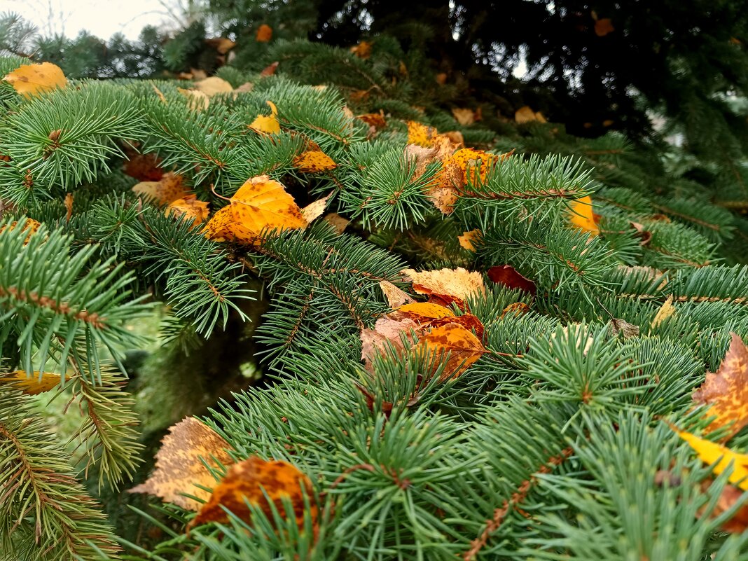 Осенний наряд на елях - Мария Васильева