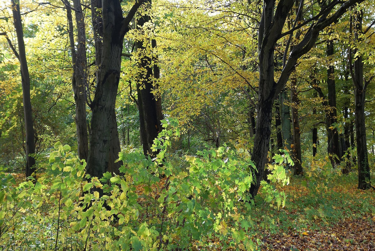Картинки осени - Рита Симонова