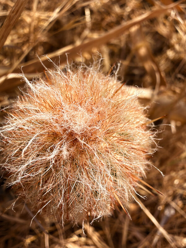 Кактус - Александр Деревяшкин