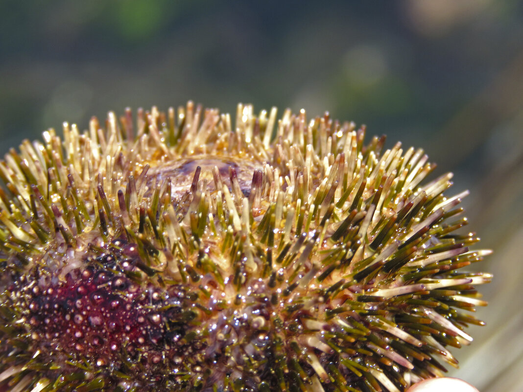 Морской ёж, как цветок.. - ИРЭН@ . Морской ёж, как цветок.. - ИРЭН@ .