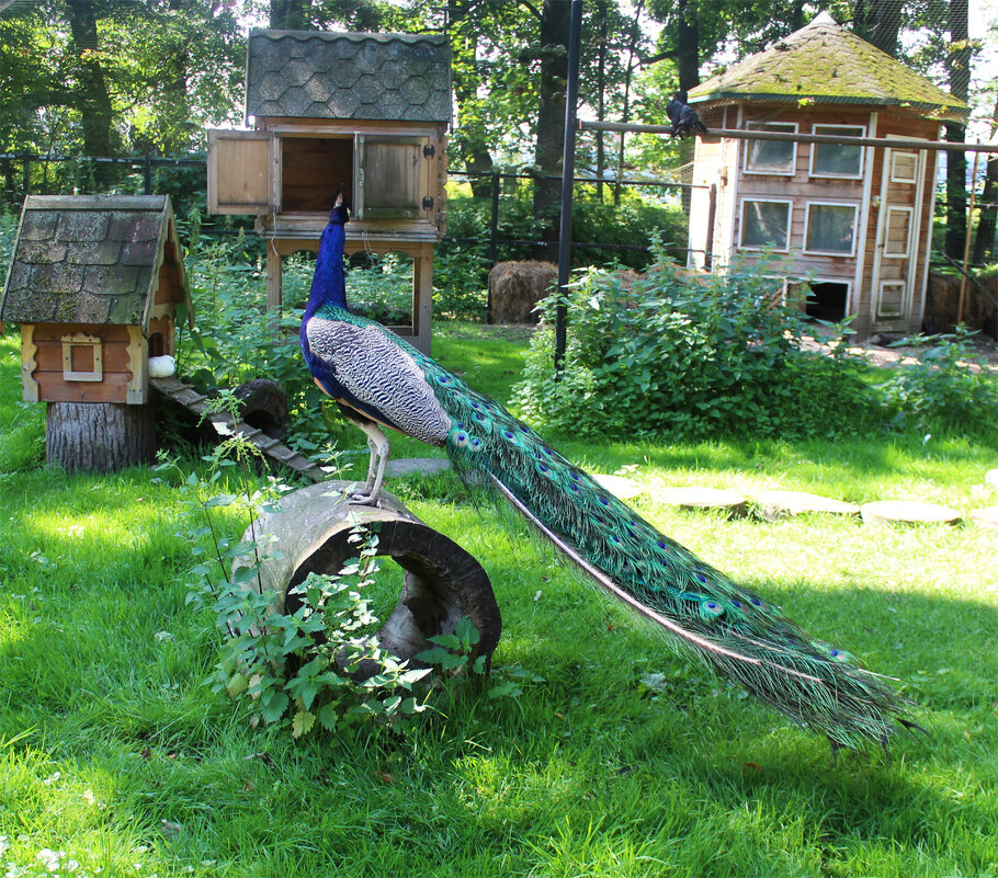 павлин - Любовь ***