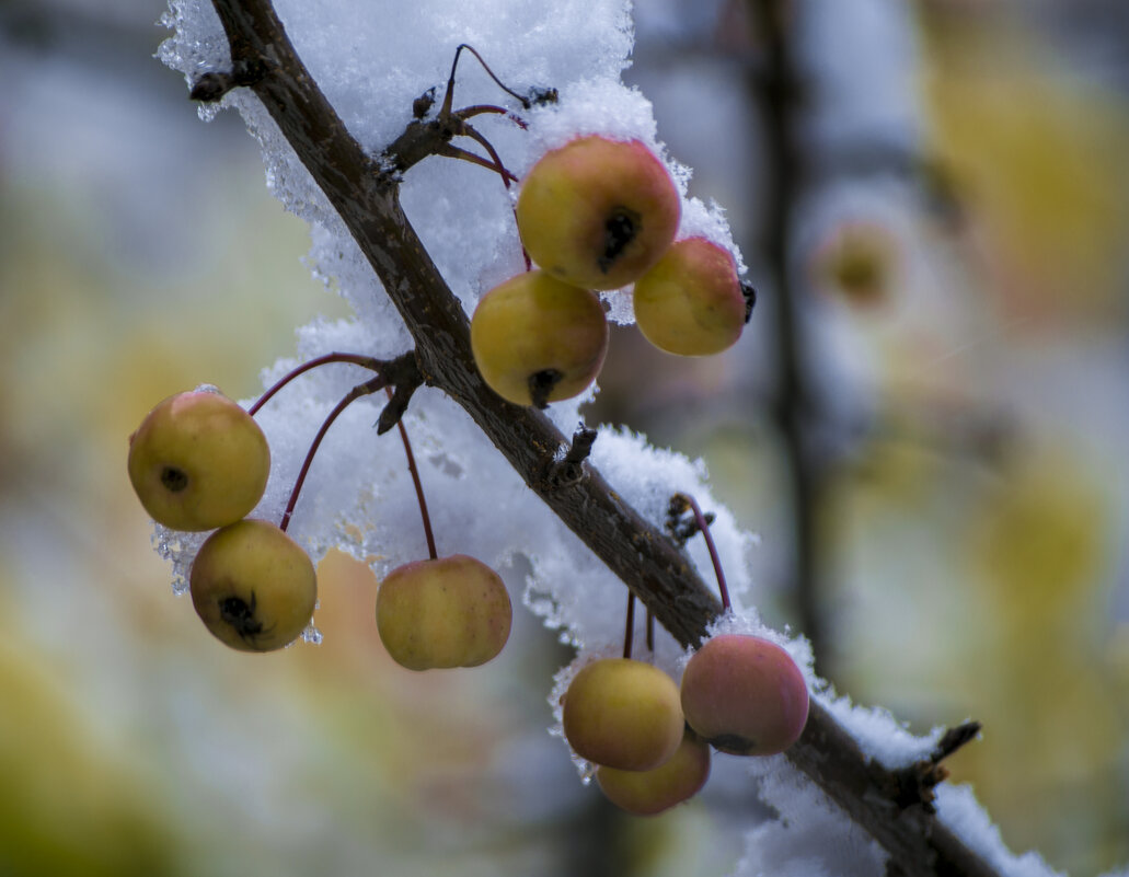 Первый снег Яблоки - Владимир Максимов
