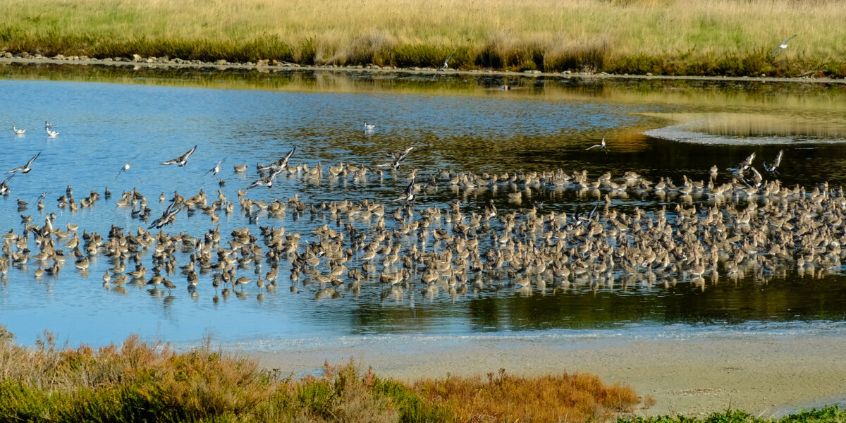 Концетрация птицей в бывших солончаках - Георгий А