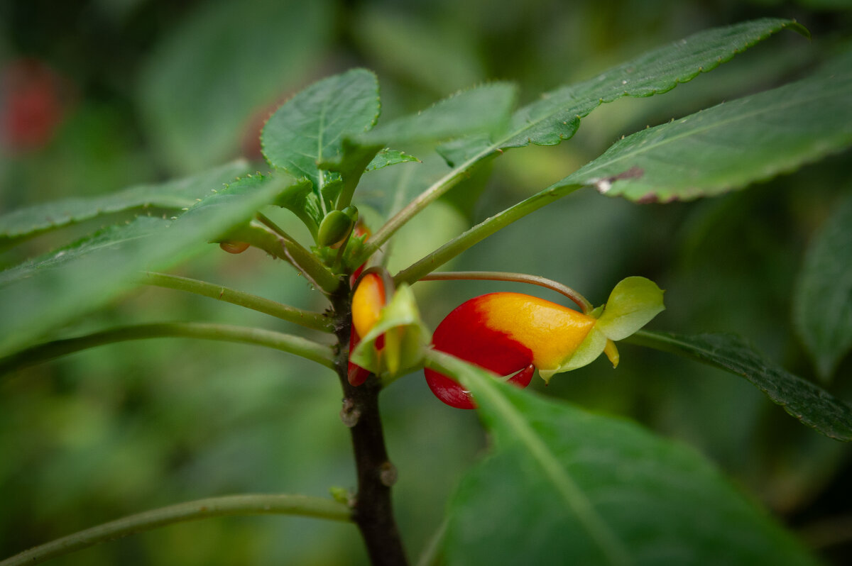 Томский ботсад - Prinz Eugen 