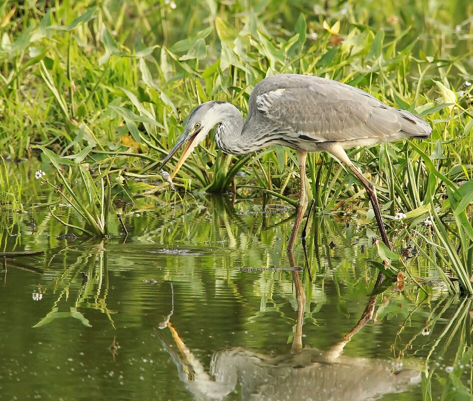 Серая цапля - Сергей Лычагин Серая цапля - Сергей Лычагин