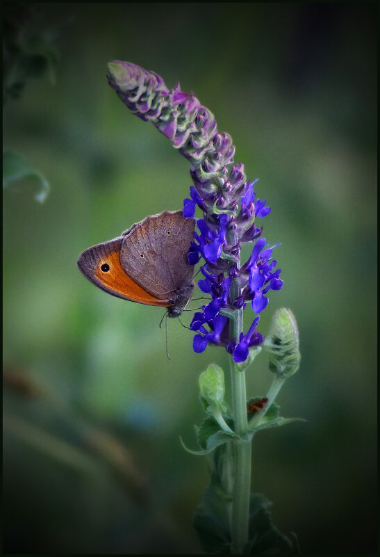 Бабочка. - Александр. AVG100 ---