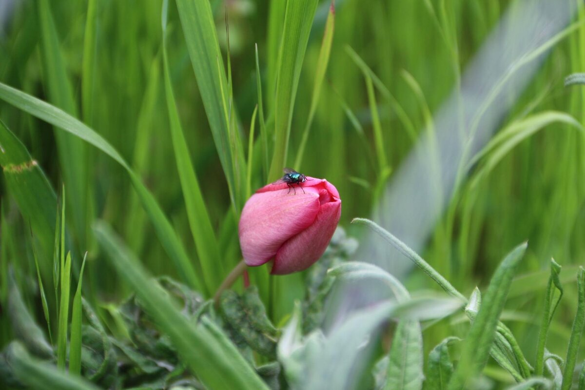 Тюльпан и муха. - Екатерина Леш