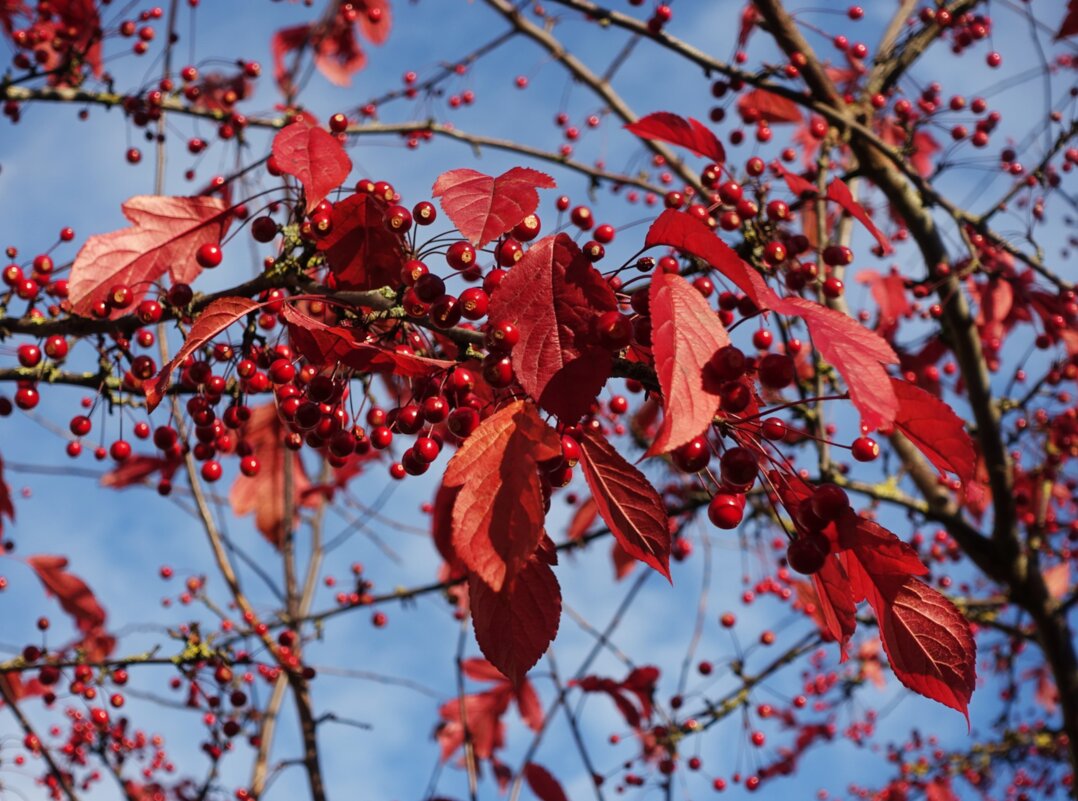 Последние листочки на яблоне Недзвецкого - Aida10 