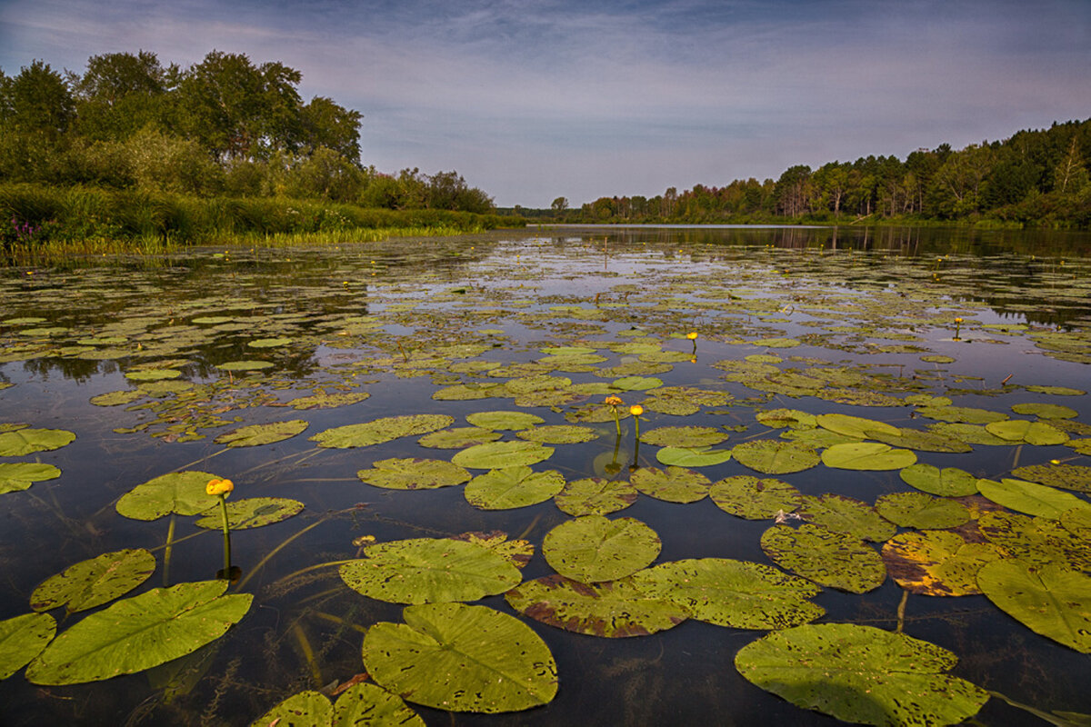 Кувшинки - Сергей Винтовкин