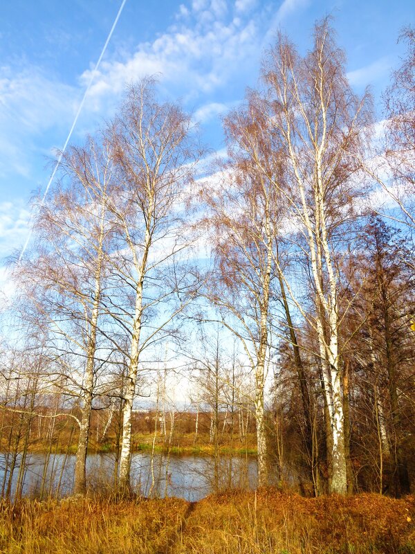 Уже без листьев... - Андрей Снегерёв