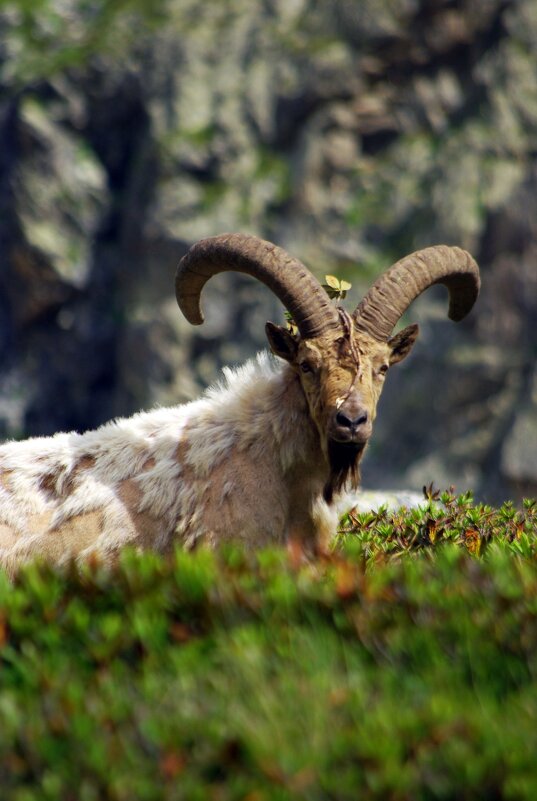 Взгляд ... - Андрей Любимов