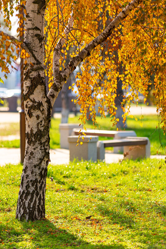 осень в ноябре на Кубани - Вадим Федотов 
