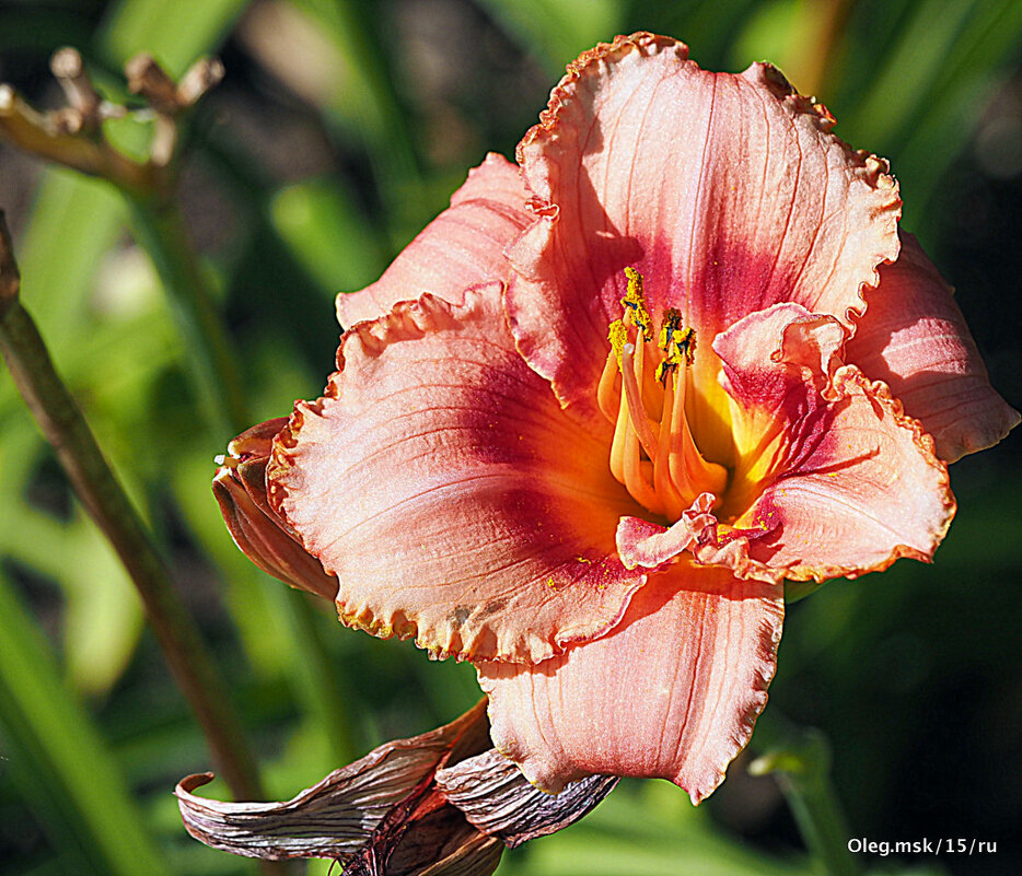 они на радость нам даны - Олег Лукьянов