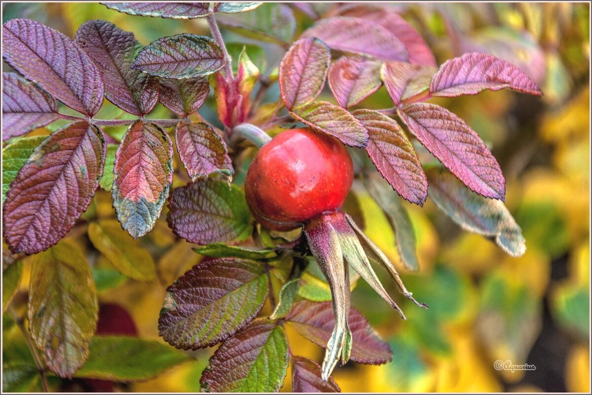 Октябрь... - Aquarius - Сергей