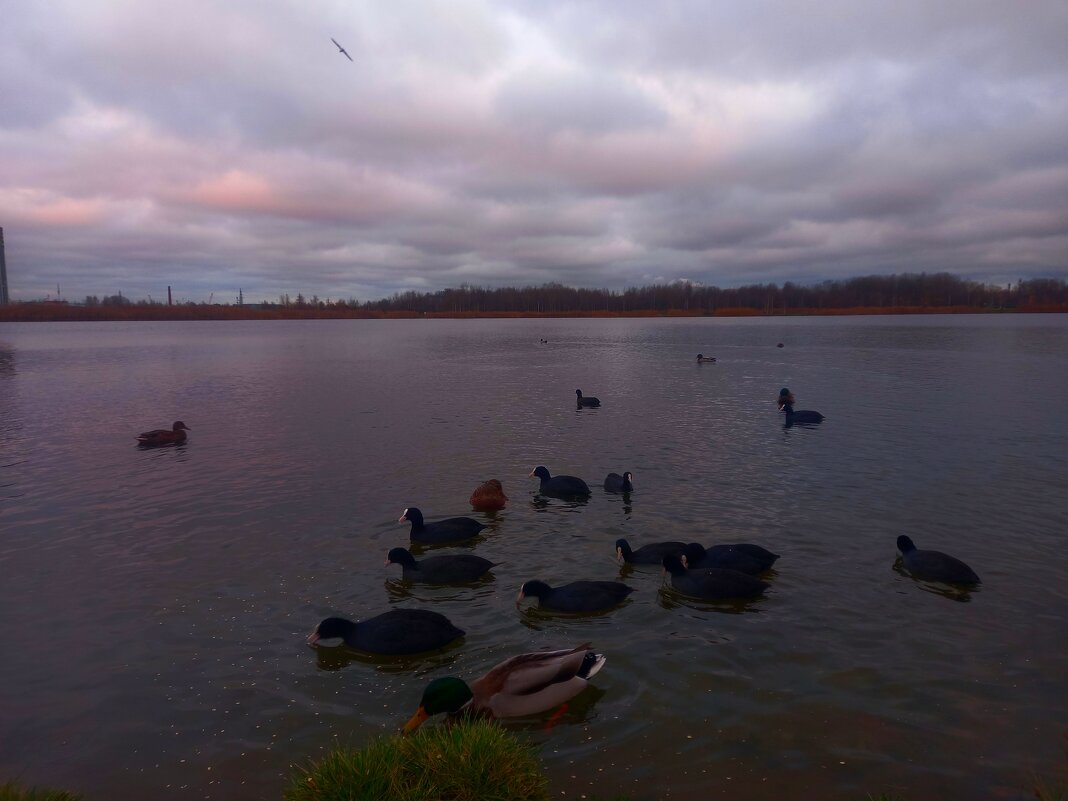 Лысухи - Сапсан 