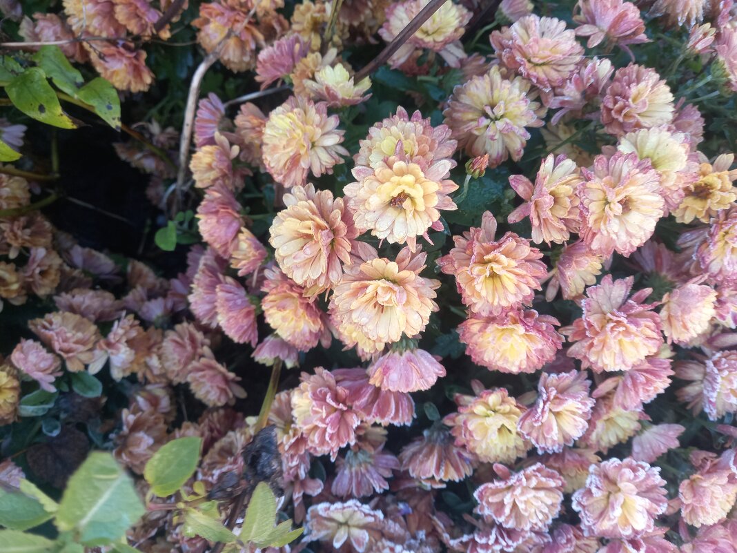 Хризантемы - Сапсан 