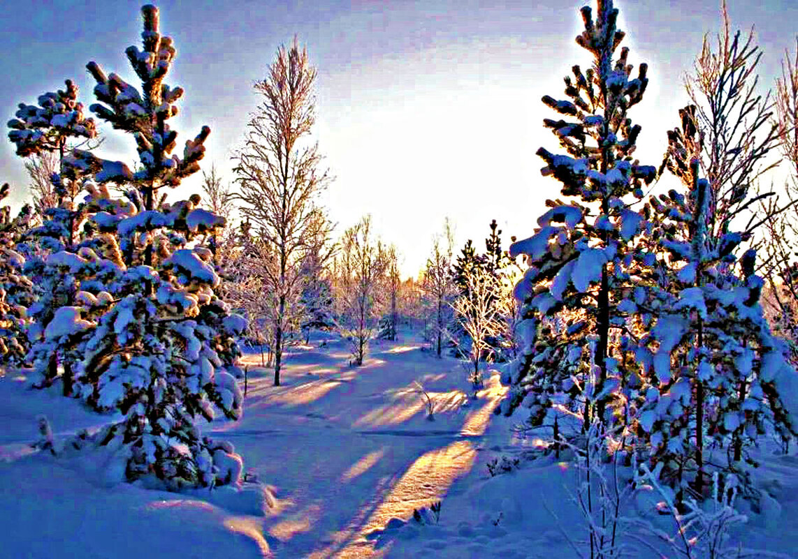 Декабрь..Морозное утро в молодой тайге! - Владимир 