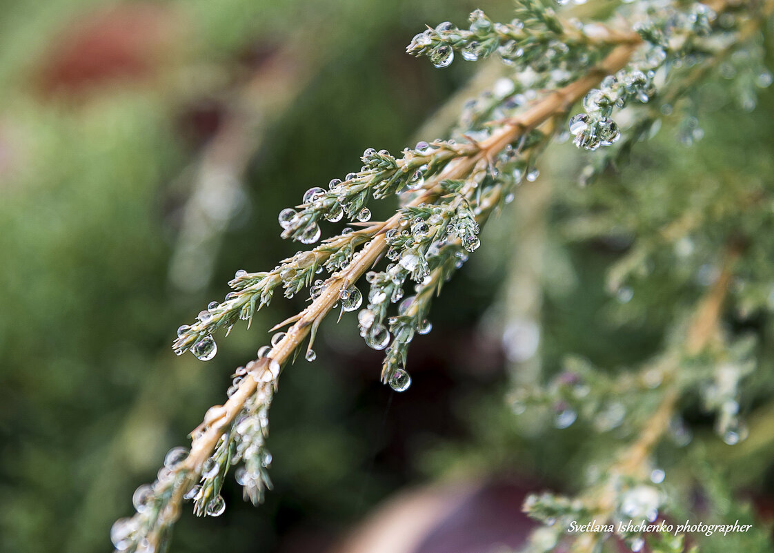 Ветвь можжевельника в каплях дождя. - Светлана Ищенко