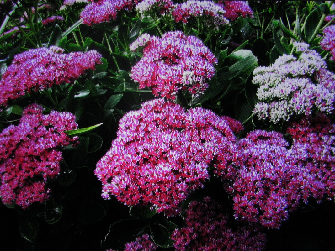 Осенний очиток - Людмила Смородинская