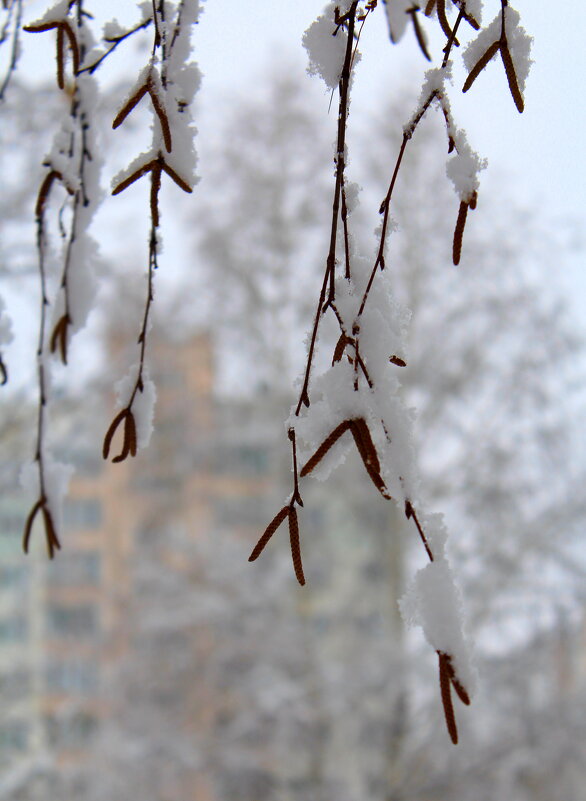 Снежность) - Татьяна Лютаева