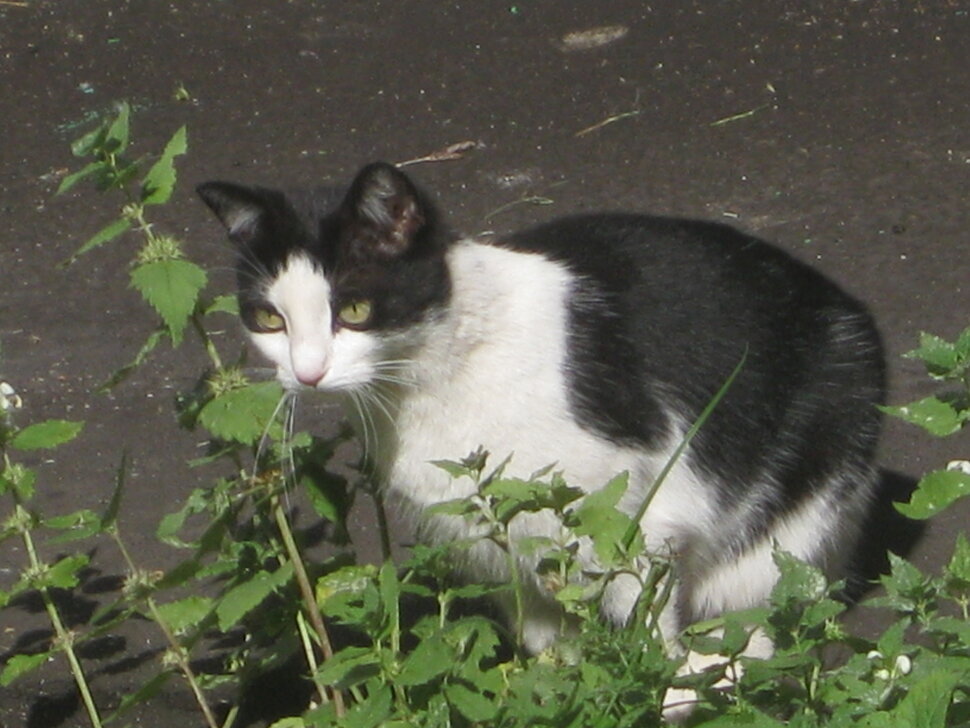 Чёрно-белая кошка - Дмитрий Никитин