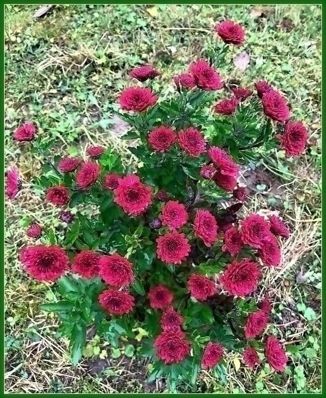 Цветы осени - Ольга Довженко