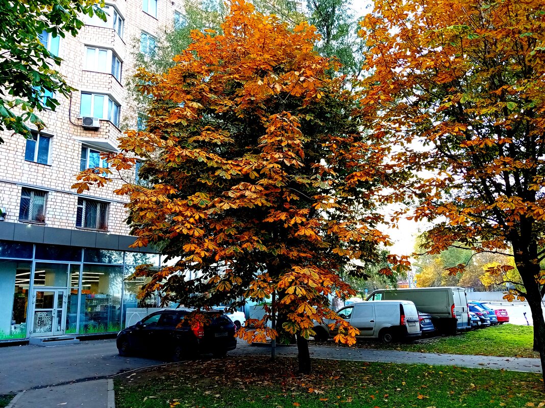 Осень. - Владимир Драгунский