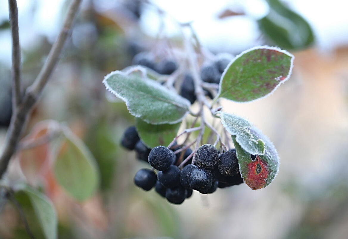 Черноллодка, иней - ZNatasha -