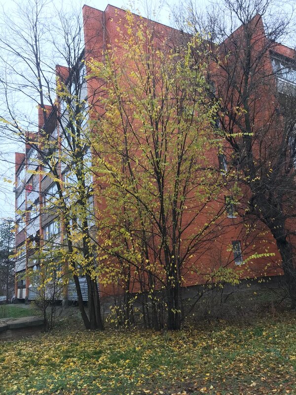 А у нас поздняя осень - Елена Семигина