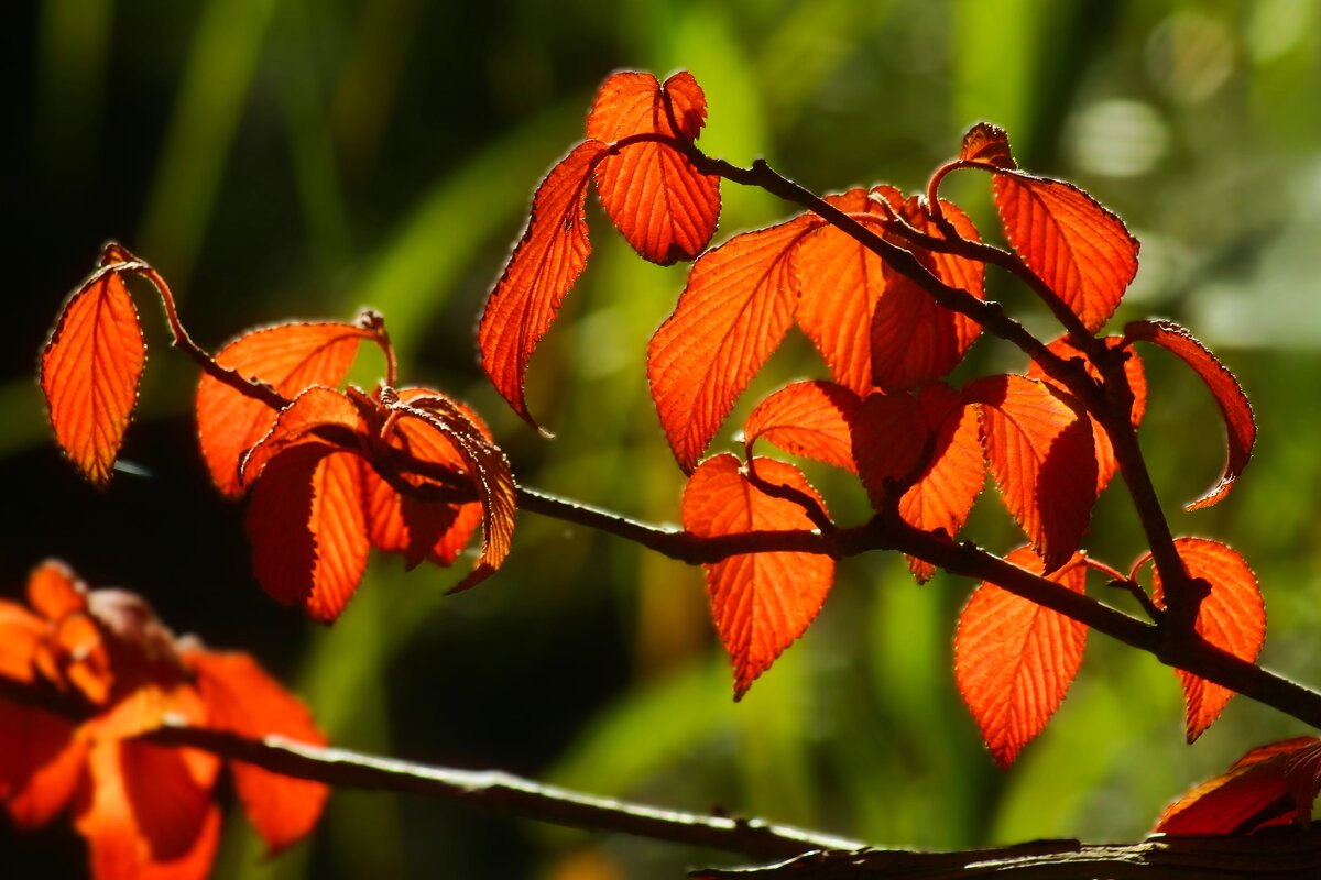 Осенние картинки - Юрий. Шмаков