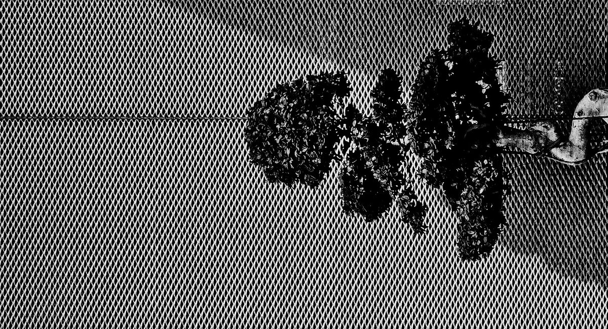 ----Lie down - AL Reborn 