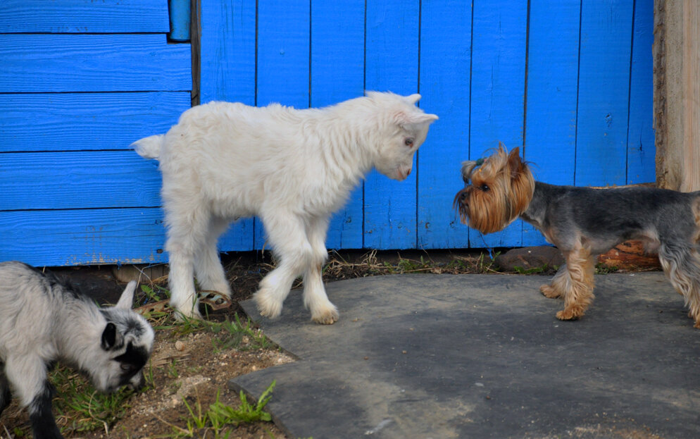 Встеча - Александр Силинский