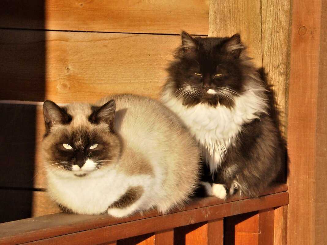 Питомцы - Венера Чуйкова