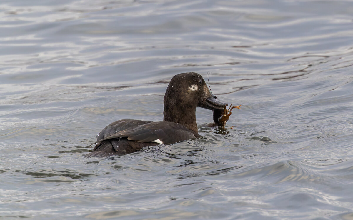 турпан. - юрий макаров