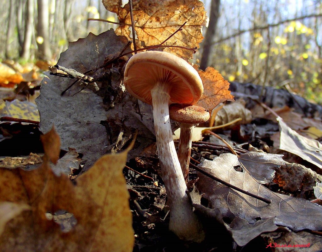 Хилые опята у нас в эту осень... - Андрей Заломленков